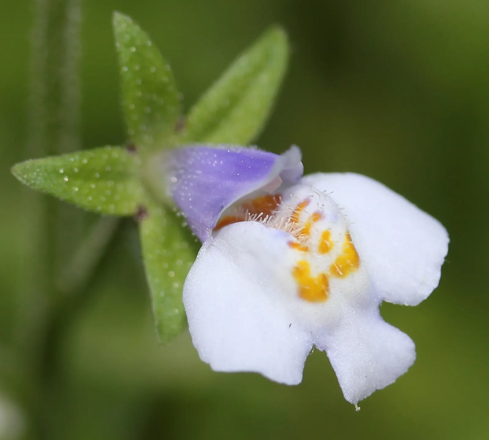 Mazus (Mazus Reptans) — This plant tolerates occasional foot traffic