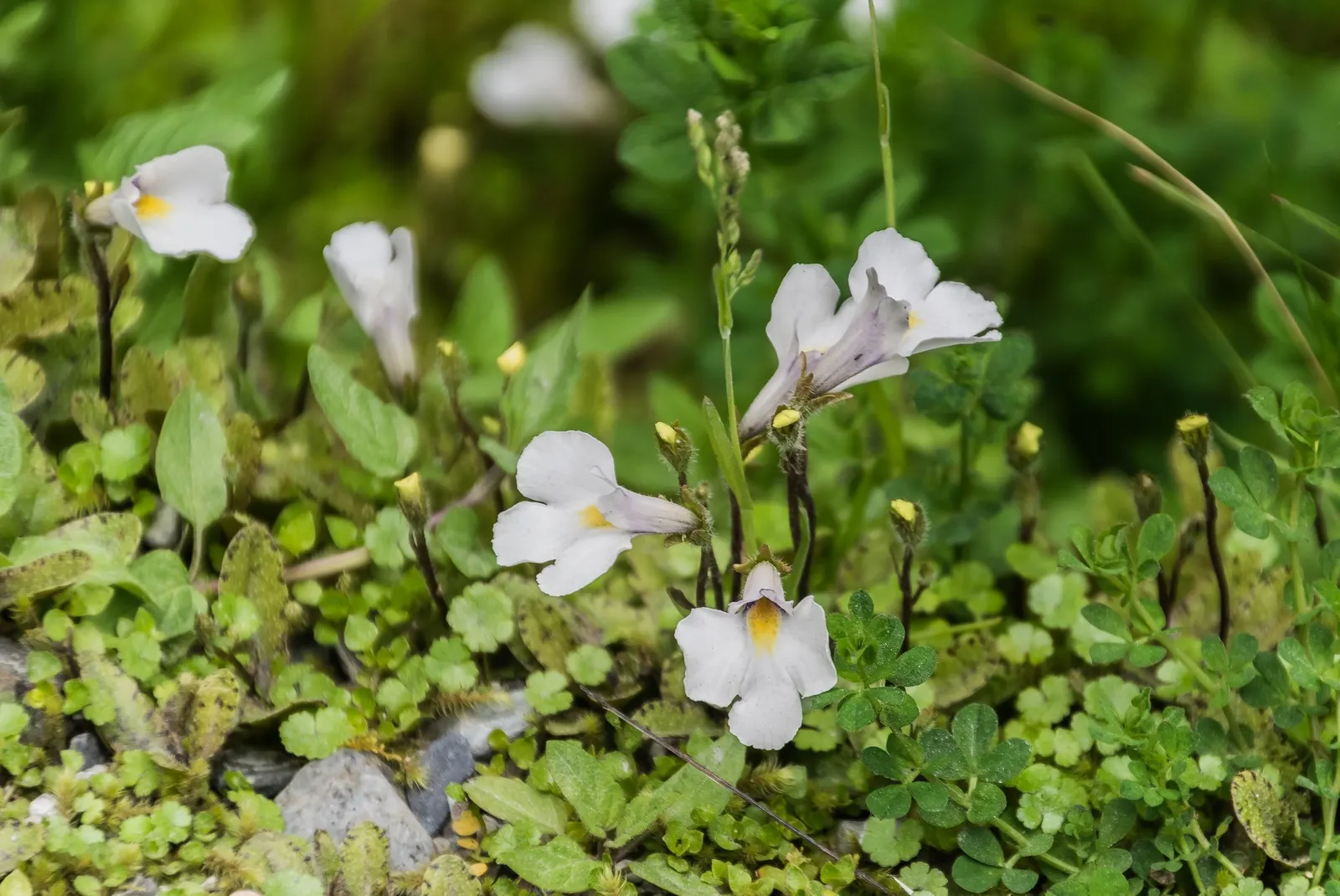 Mazus (Mazus Reptans) — It‚Äôs ideal for filling gaps between stepping stones, given its moderate foot traffic resilience