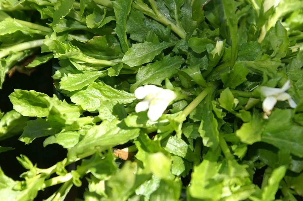 Mazus (Mazus Reptans) — well-draining soil and can flourish in full sun to partial shade