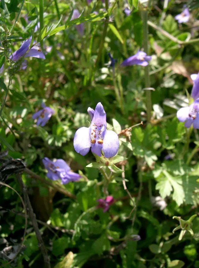 Mazus (Mazus Reptans) — ground cover for half or shade