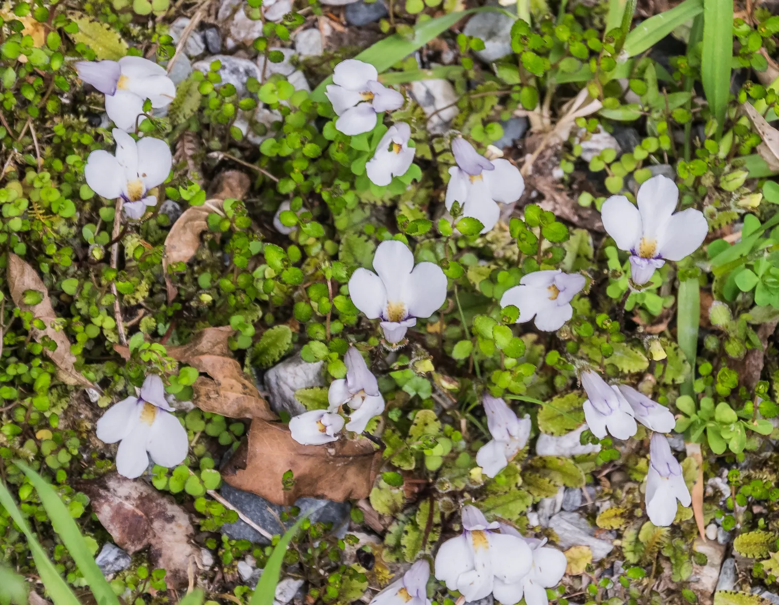 Mazus (Mazus Reptans) — This plant tolerates occasional foot traffic; blue and purple flowers in the garden, image 68