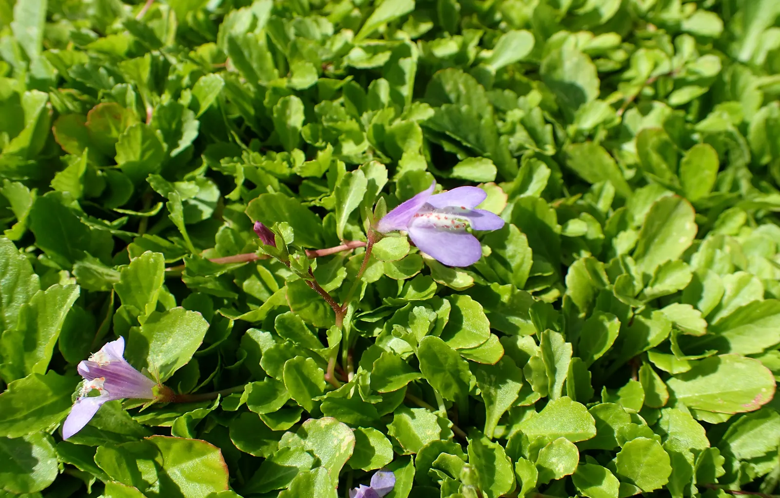 Mazus (Mazus Reptans) — Space plants 12 inches apart for a lush effect