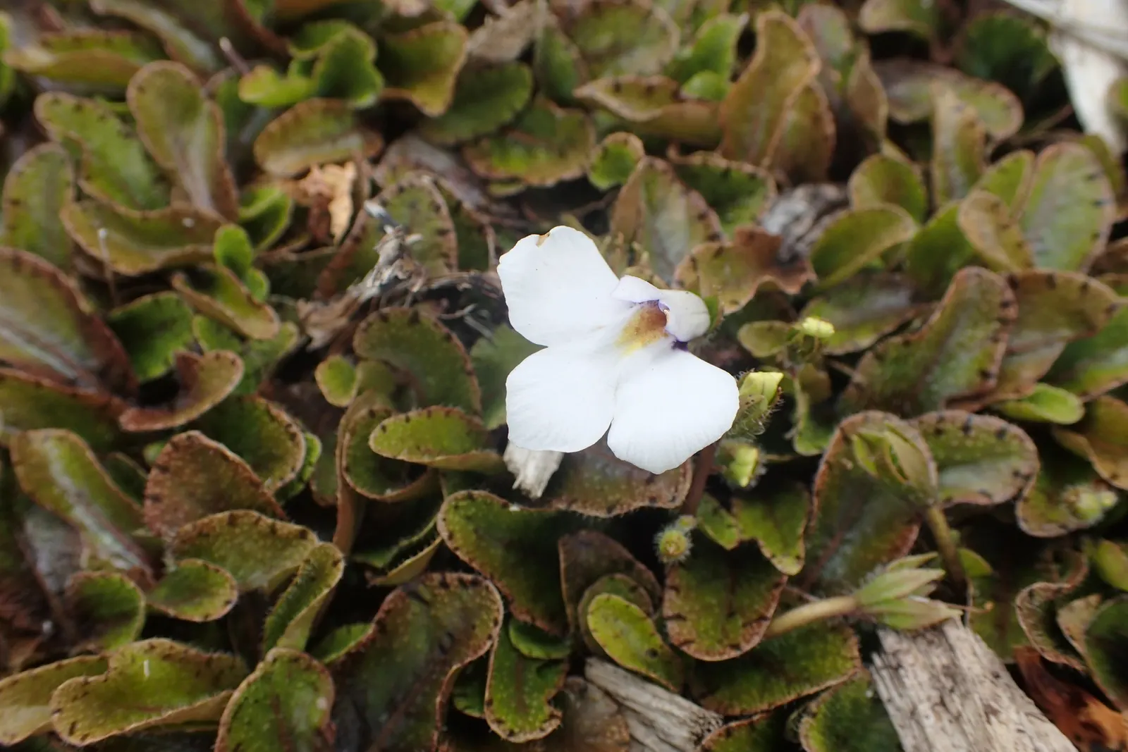 Mazus (Mazus Reptans) — picturesque scenes in their garden; mazus reptans, commonly known as creeping mazus, is a low-growing perennial, thriving, image 72