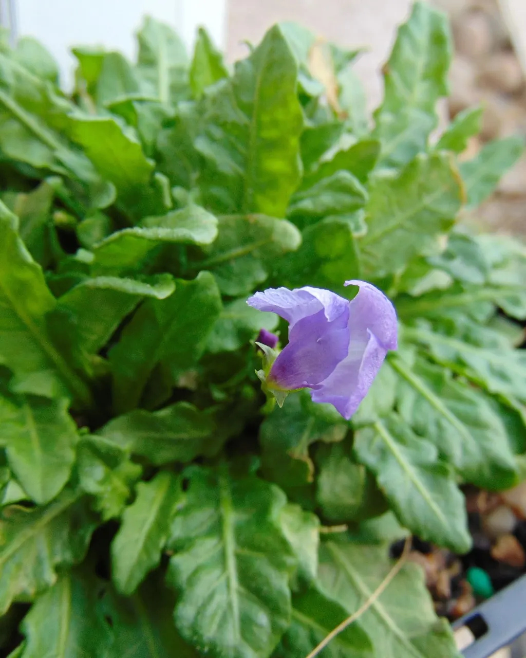 Mazus (Mazus Reptans) — lance-shaped leaves that create a dense