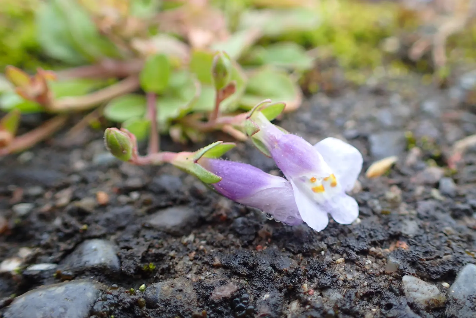 Mazus (Mazus Reptans) — picturesque scenes in their garden; mazus reptans, commonly known as creeping mazus, is a low-growing perennial, thriving in USDA zones