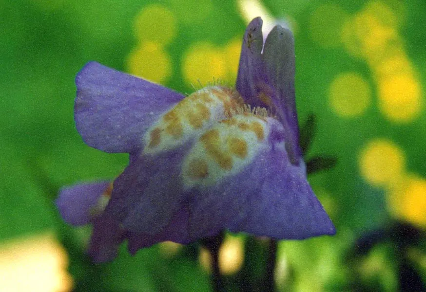 Mazus (Mazus Reptans) — The blooms exhibit striking coloration, image 38