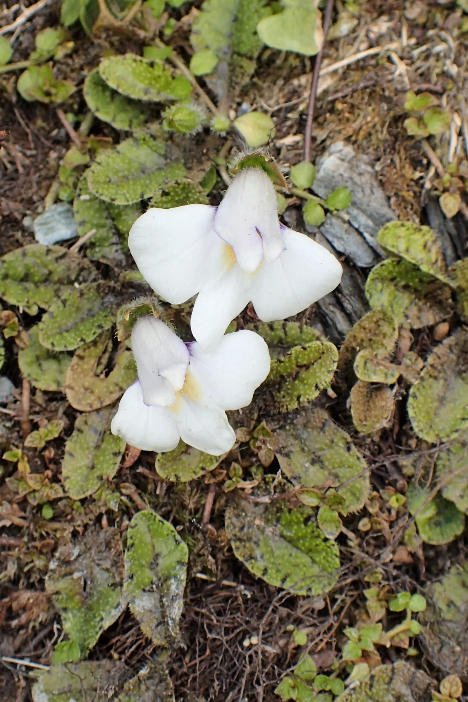 Mazus (Mazus Reptans) — Mazus reptans, commonly known as creeping mazus, is a low-growing perennial, thriving in USDA zones 5-8