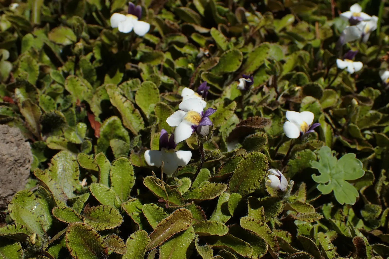 Mazus (Mazus Reptans) — it's relatively maintenance-free once established