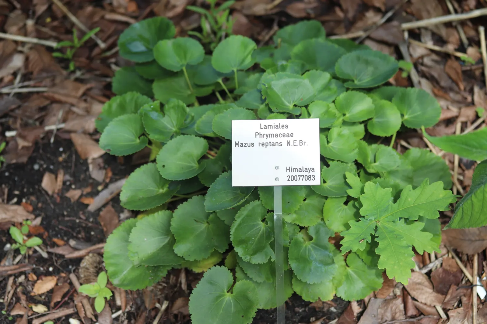 Mazus (Mazus Reptans) — commonly known as creeping mazus
