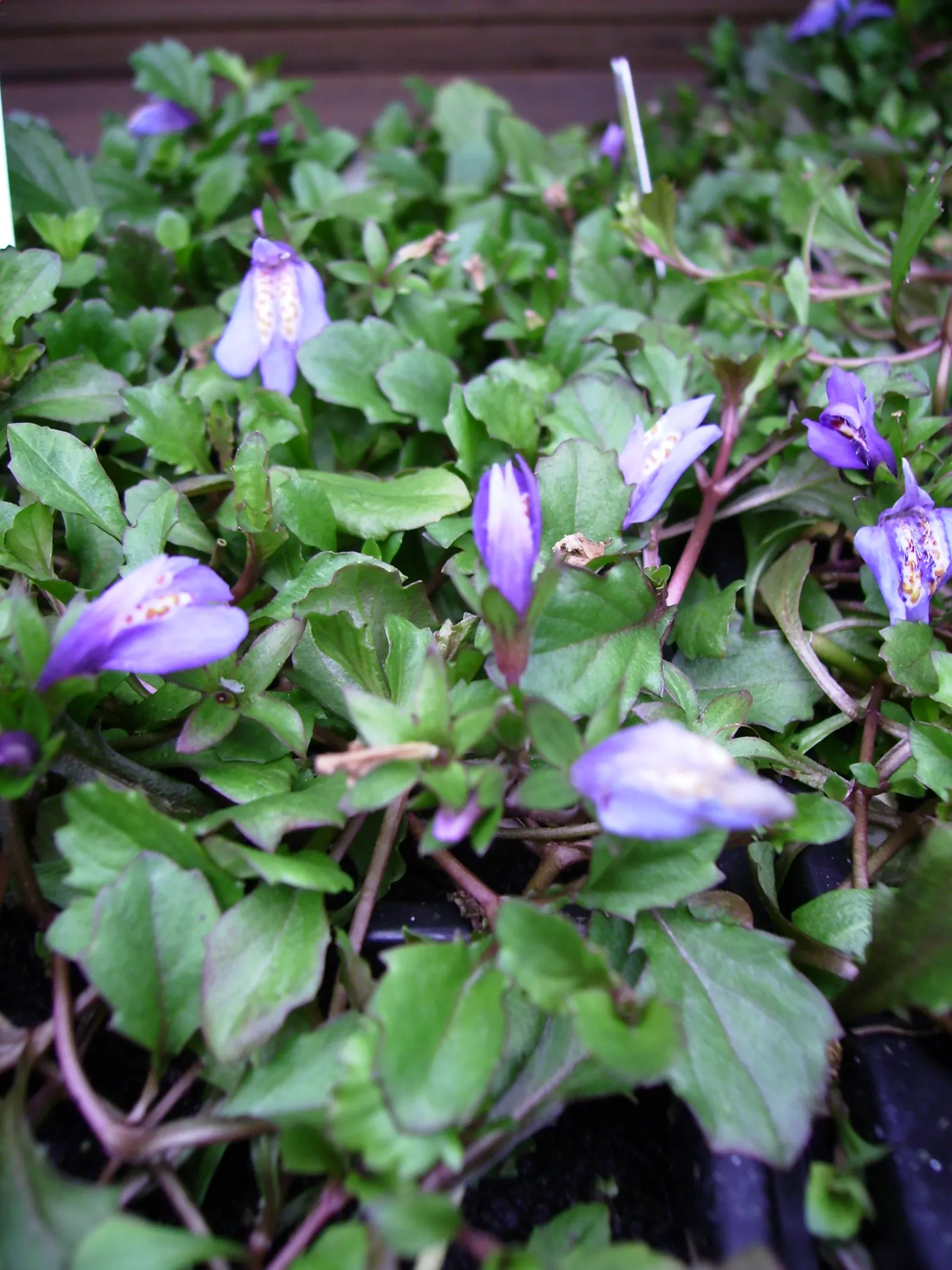 Mazus (Mazus Reptans) — herbaceous perennial ideal for adding texture and color to your landscape design; its green foliage is adorned with, image 58