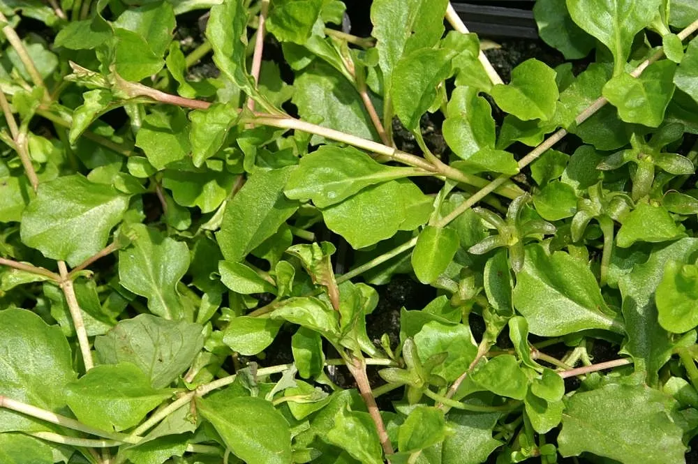 Mazus (Mazus Reptans) — This groundcover flourishes in moist, well-drained soils and partial shade, but tolerates full sun; ground cover for half, image 79