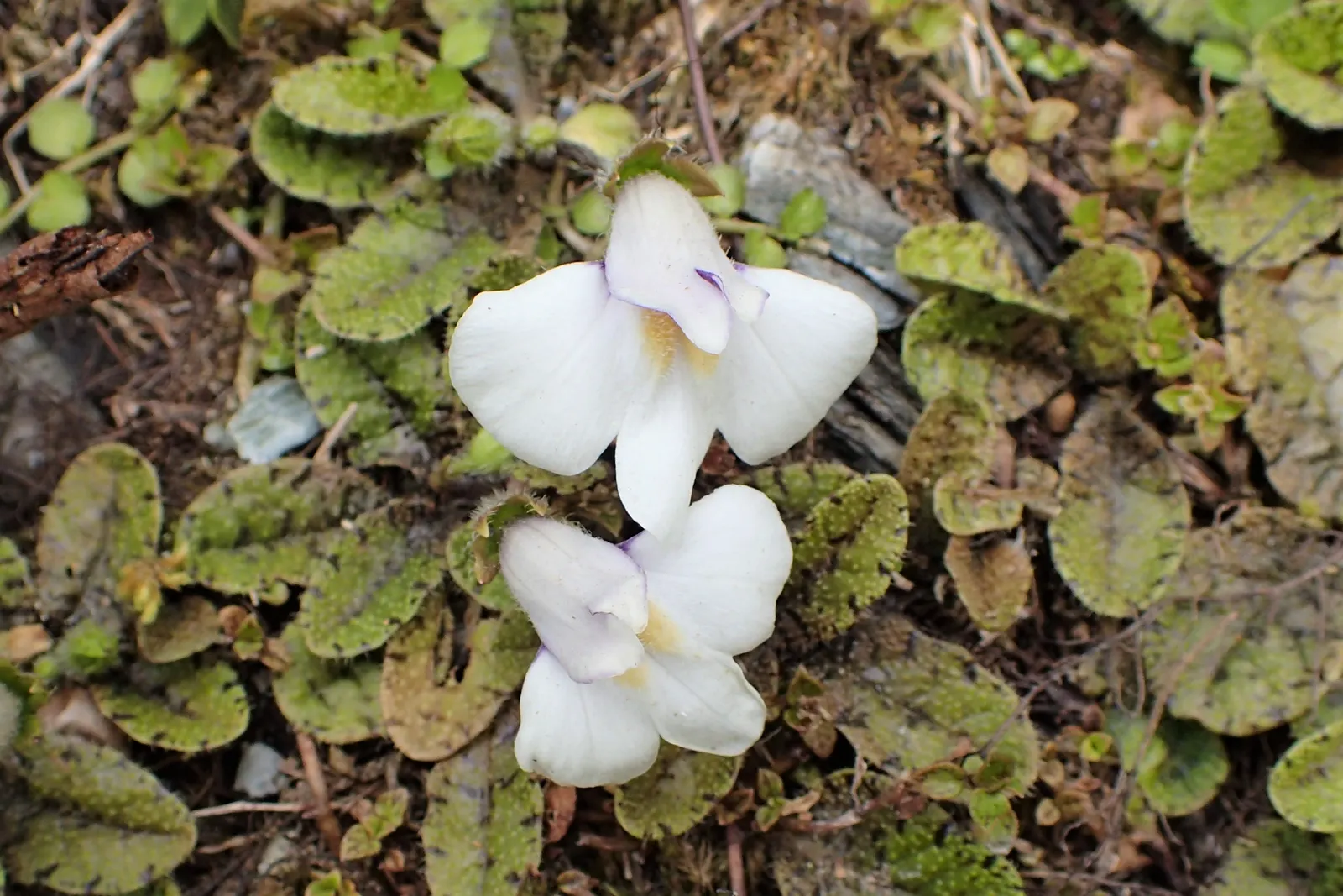 Mazus (Mazus Reptans) — commonly known as creeping mazus; but keep an eye on soil moisture to ensure optimal growth and spread.<br><br>For the client