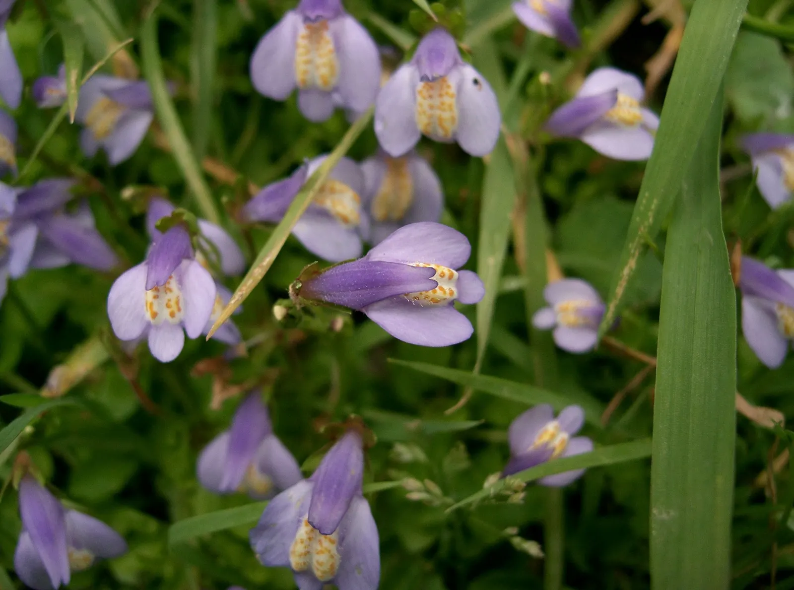 Mazus (Mazus Reptans) — This groundcover flourishes in moist, well-drained soils and partial shade, but tolerates full sun; ground cover for half or shade