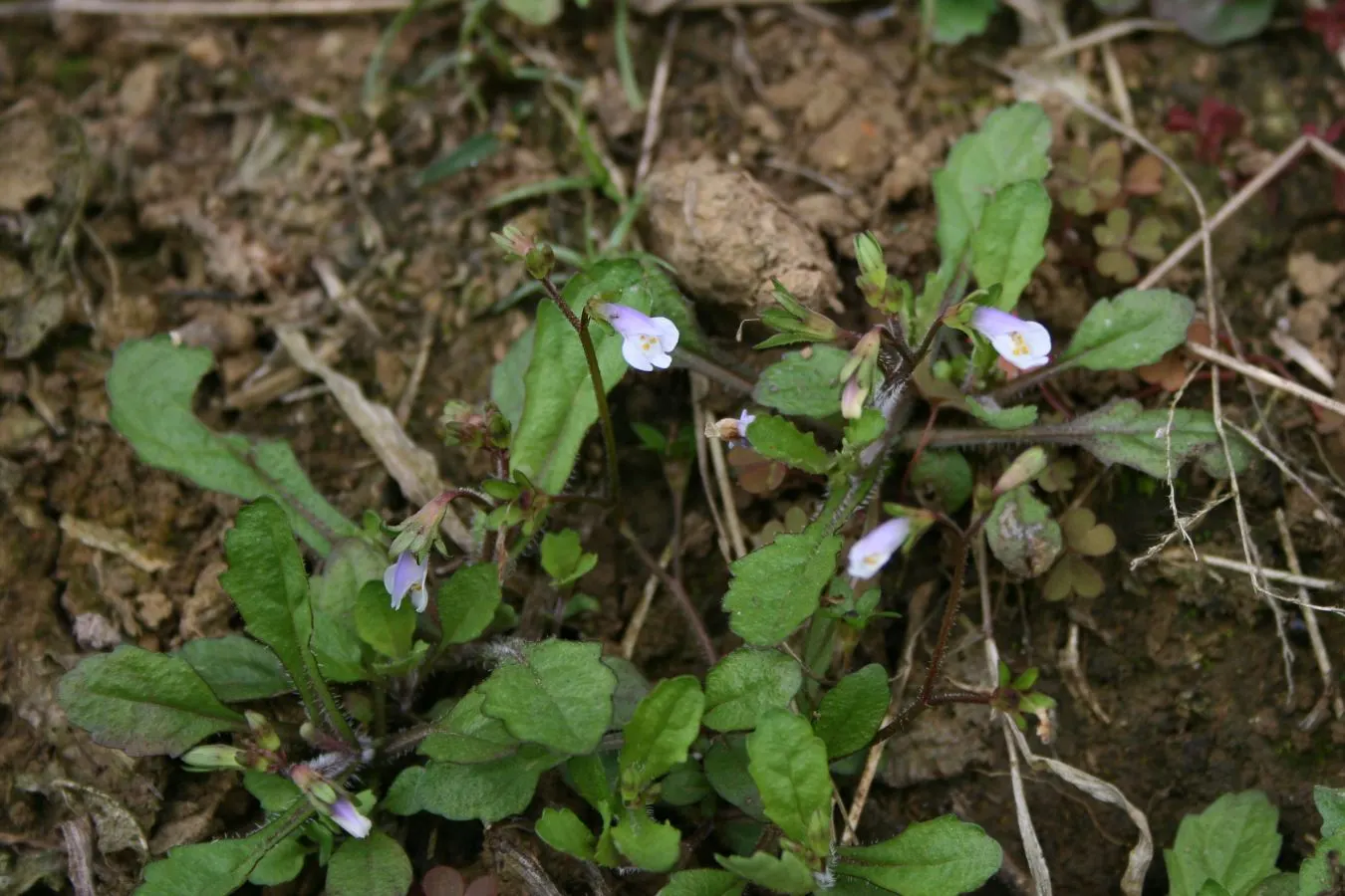 Mazus (Mazus Reptans) — blue and purple flowers in the garden
