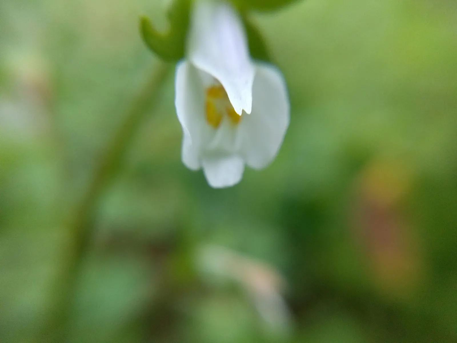 Mazus (Mazus Reptans) — Mazus reptans, commonly known as creeping mazus, is a low-growing perennial, thriving in USDA zones 5-8; this groundcover flourishes in