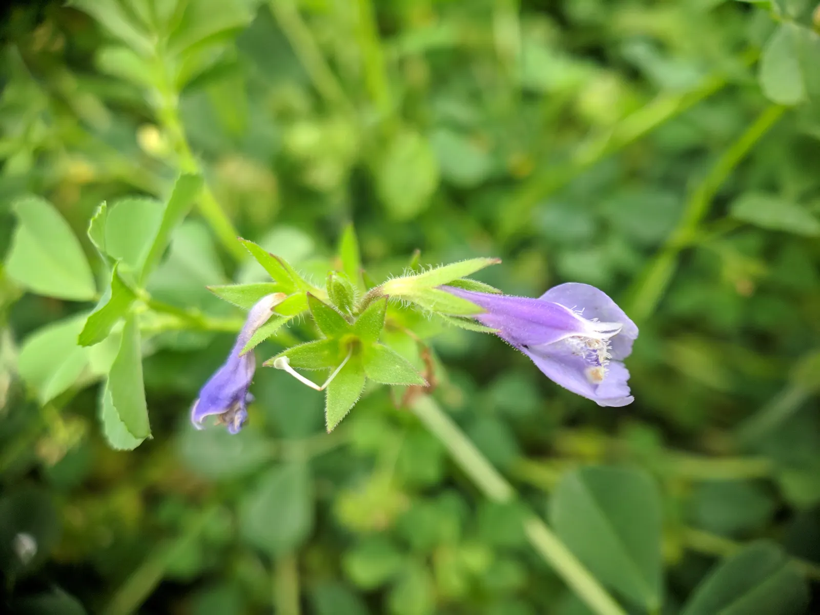 Mazus (Mazus Reptans) — it's relatively maintenance-free once established; about 1/2 inch in diameter