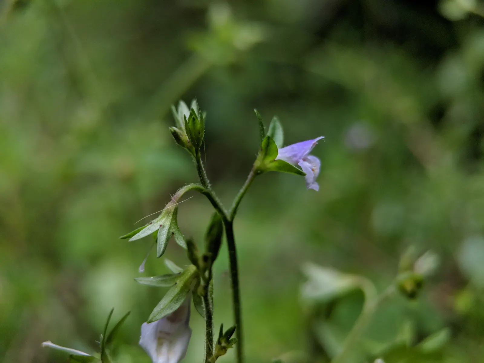 Mazus (Mazus Reptans) — but keep an eye on soil moisture to ensure optimal growth and spread.<br><br>For the client; making it an excellent filler between