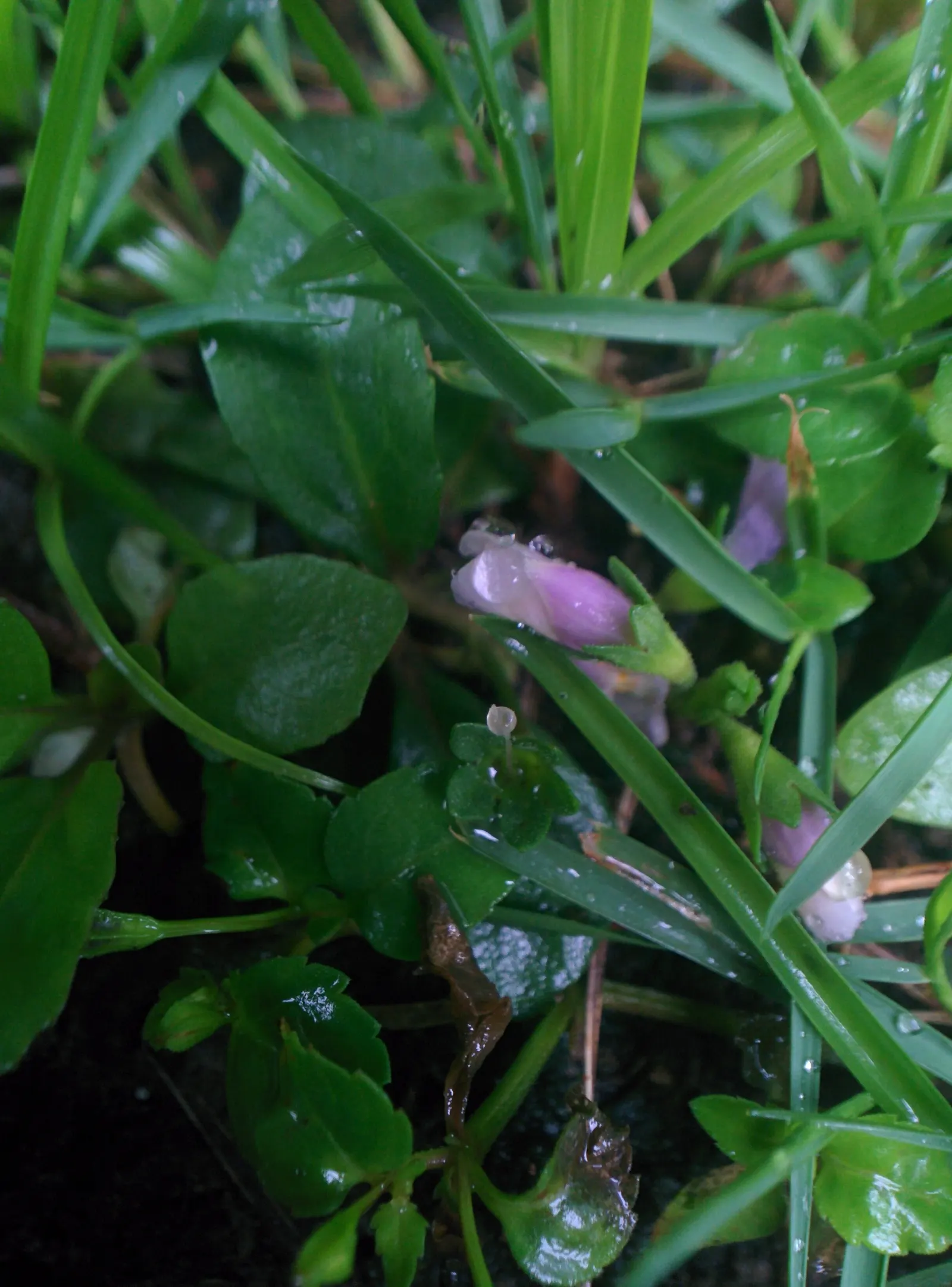 Mazus (Mazus Reptans) — commonly known as creeping mazus; but keep an eye on soil moisture to ensure optimal growth and spread.<br><br>For the, image 57
