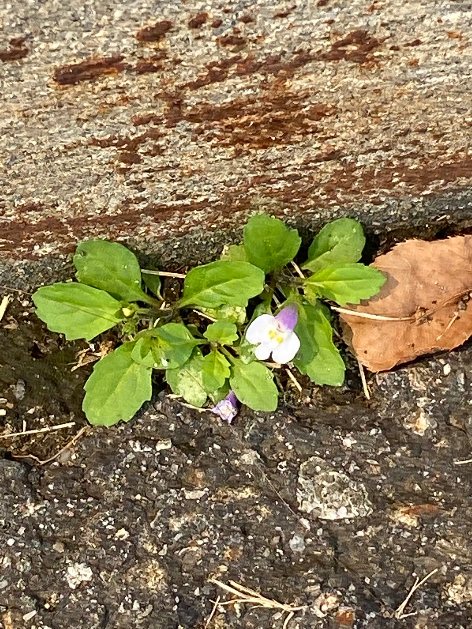 Mazus (Mazus Reptans) — This ground cover plant is characterized by its mat-forming habit; lance-shaped leaves that create a dense