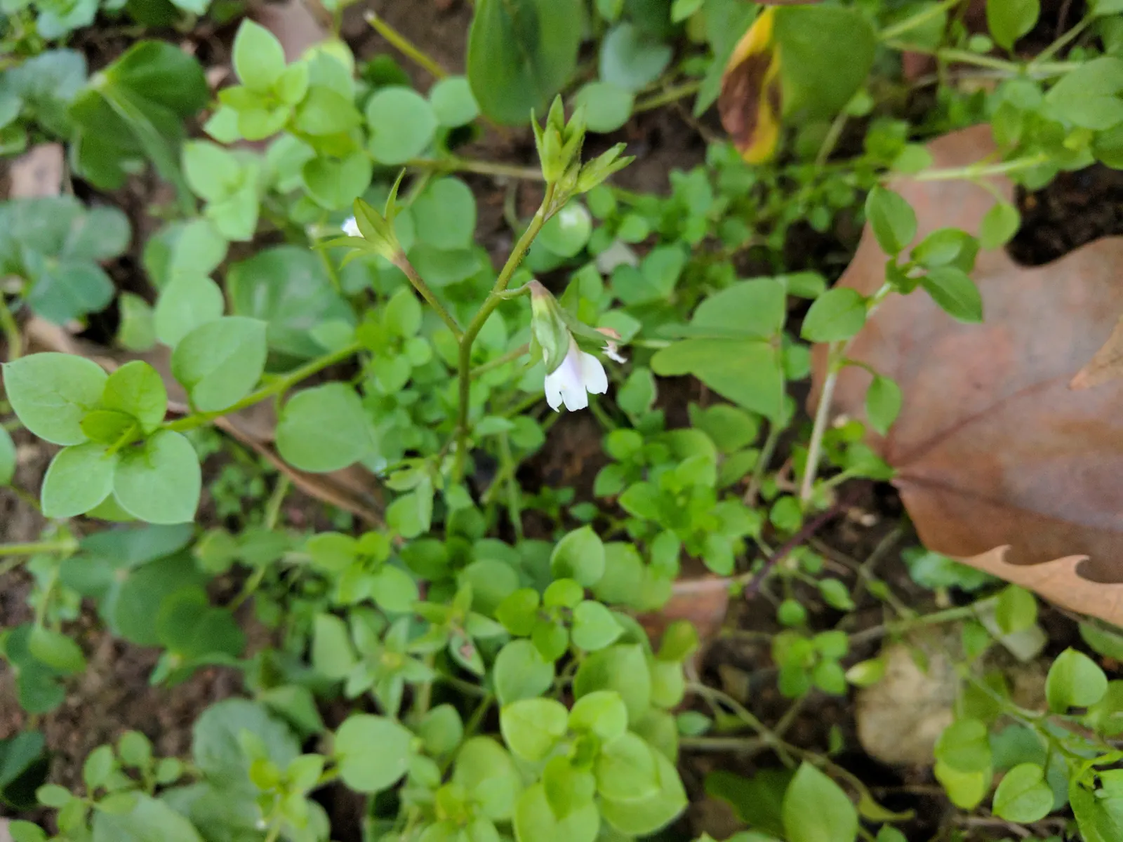 Mazus (Mazus Reptans) — Spreading eagerly to form a dense 2-inch tall mat; from late spring to early summer, image 77
