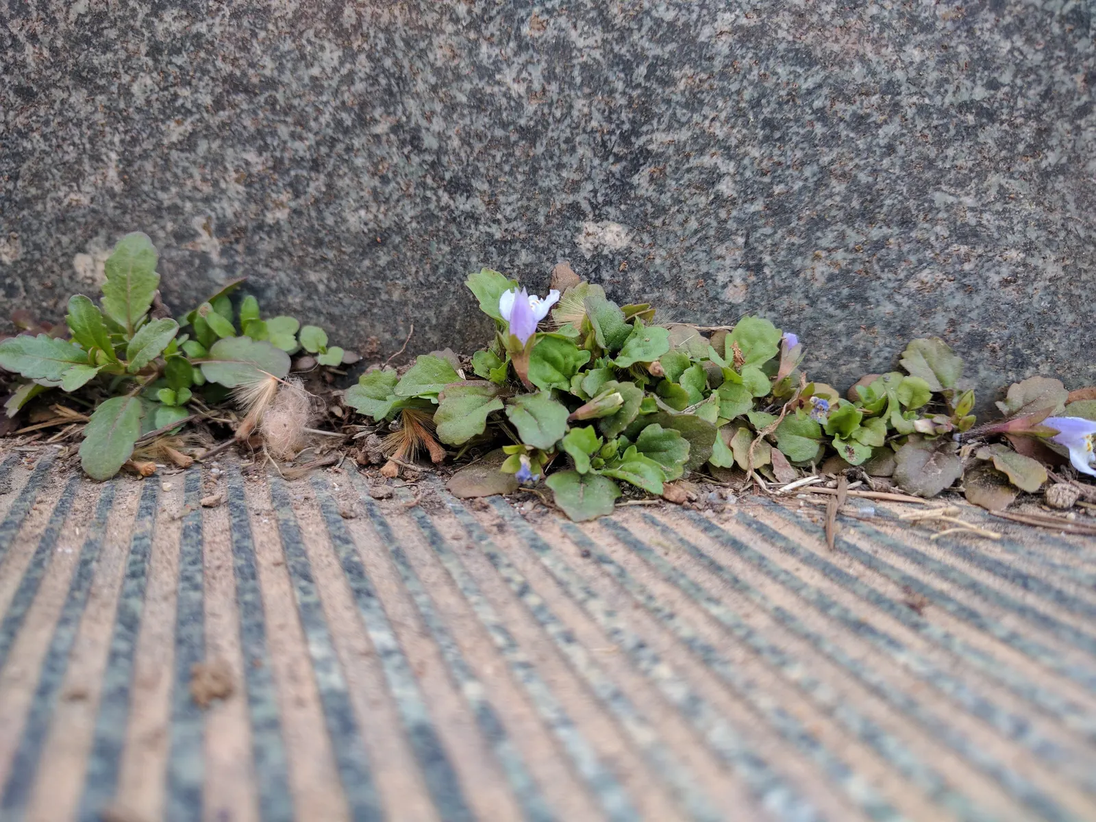 Mazus (Mazus Reptans) — about 1/2 inch in diameter; space plants 12 inches apart for a lush effect, image 62
