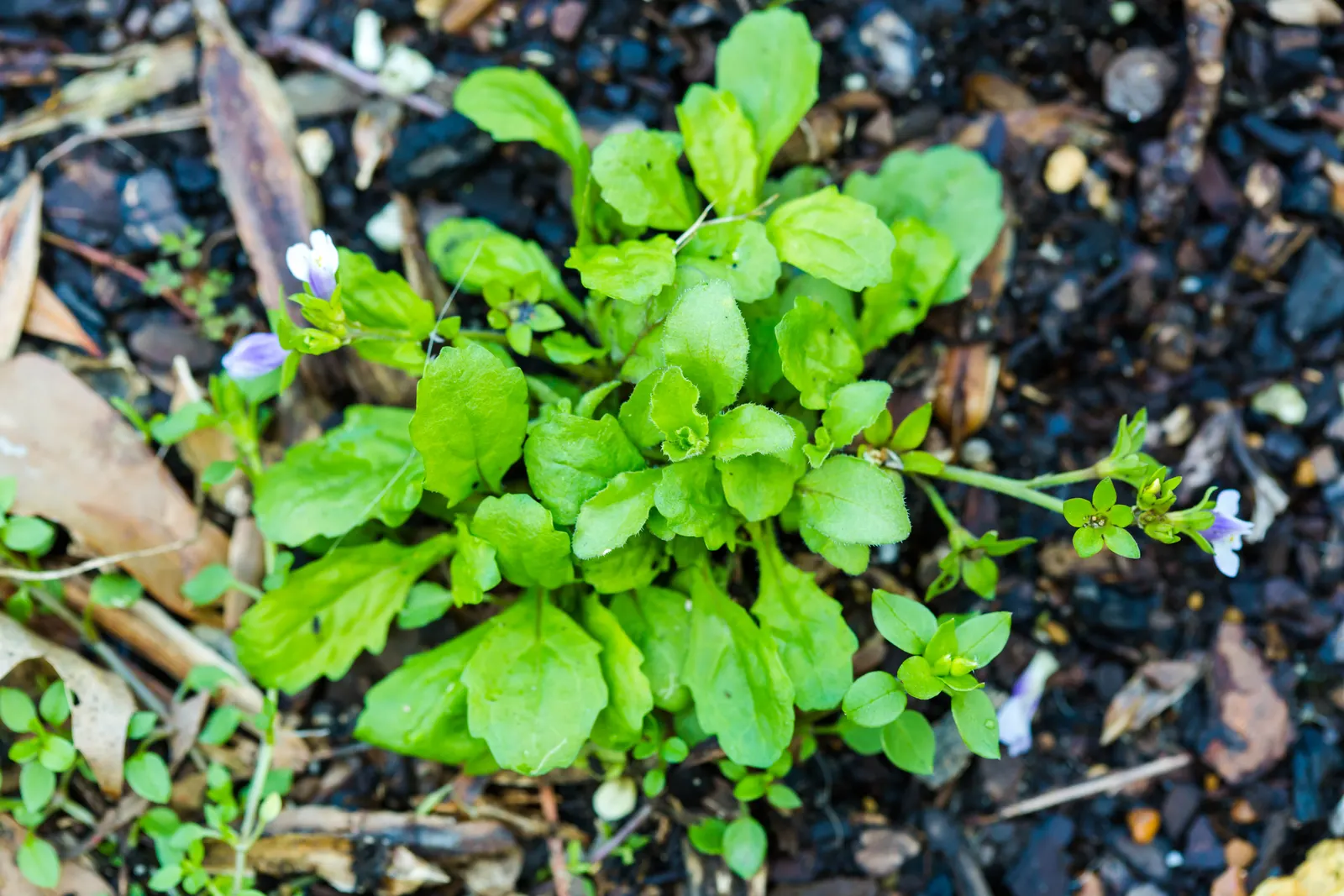 Mazus (Mazus Reptans) — Mazus reptans prefers moderately fertile