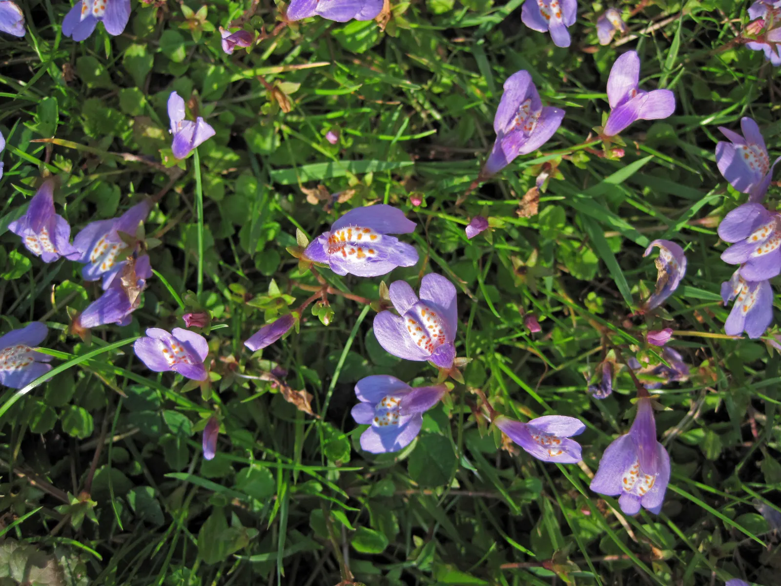 Mazus (Mazus Reptans) — herbaceous perennial ideal for adding texture and color to your landscape design