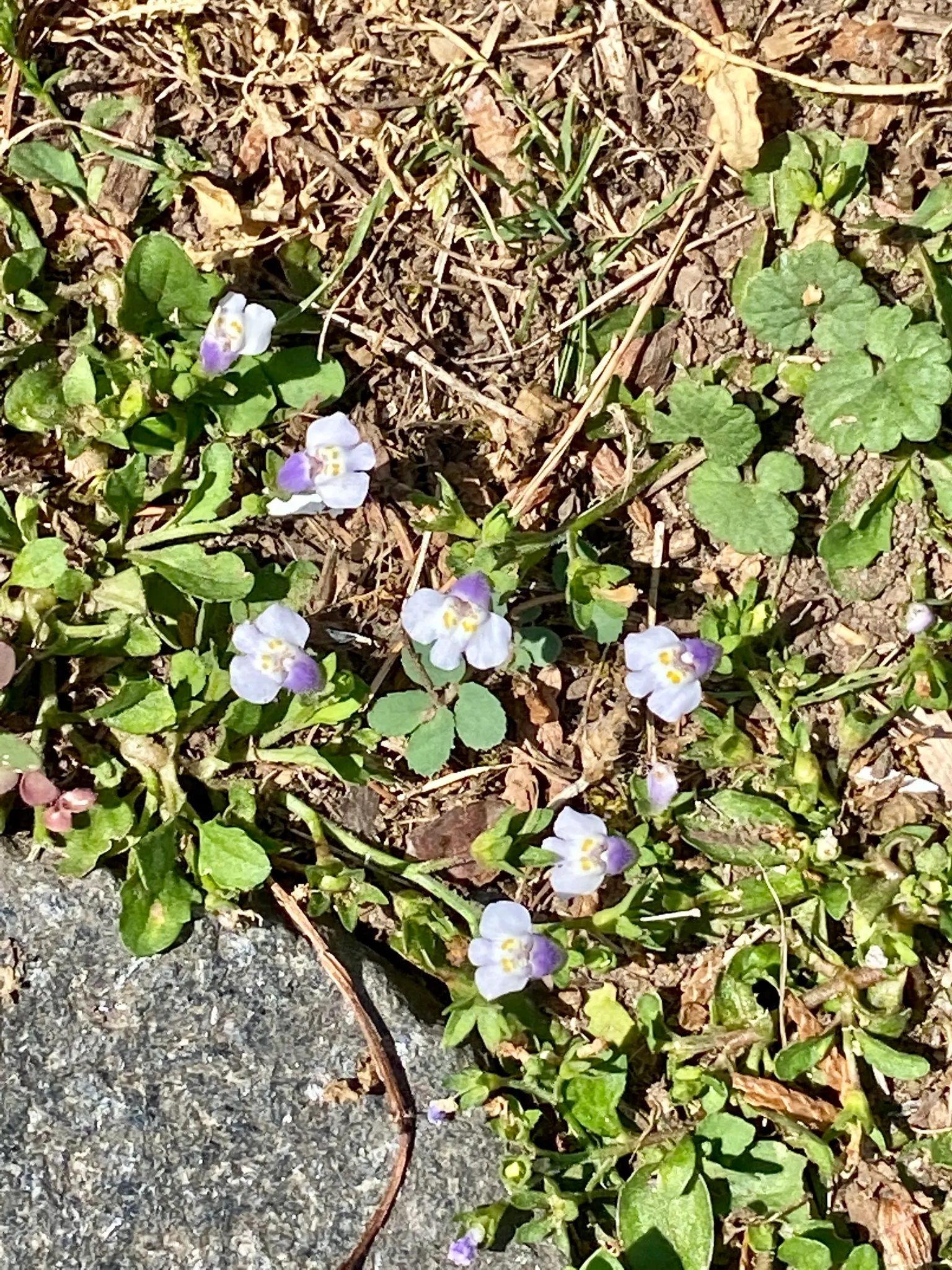 Mazus (Mazus Reptans) — Spreading eagerly to form a dense 2-inch tall mat; from late spring to early summer