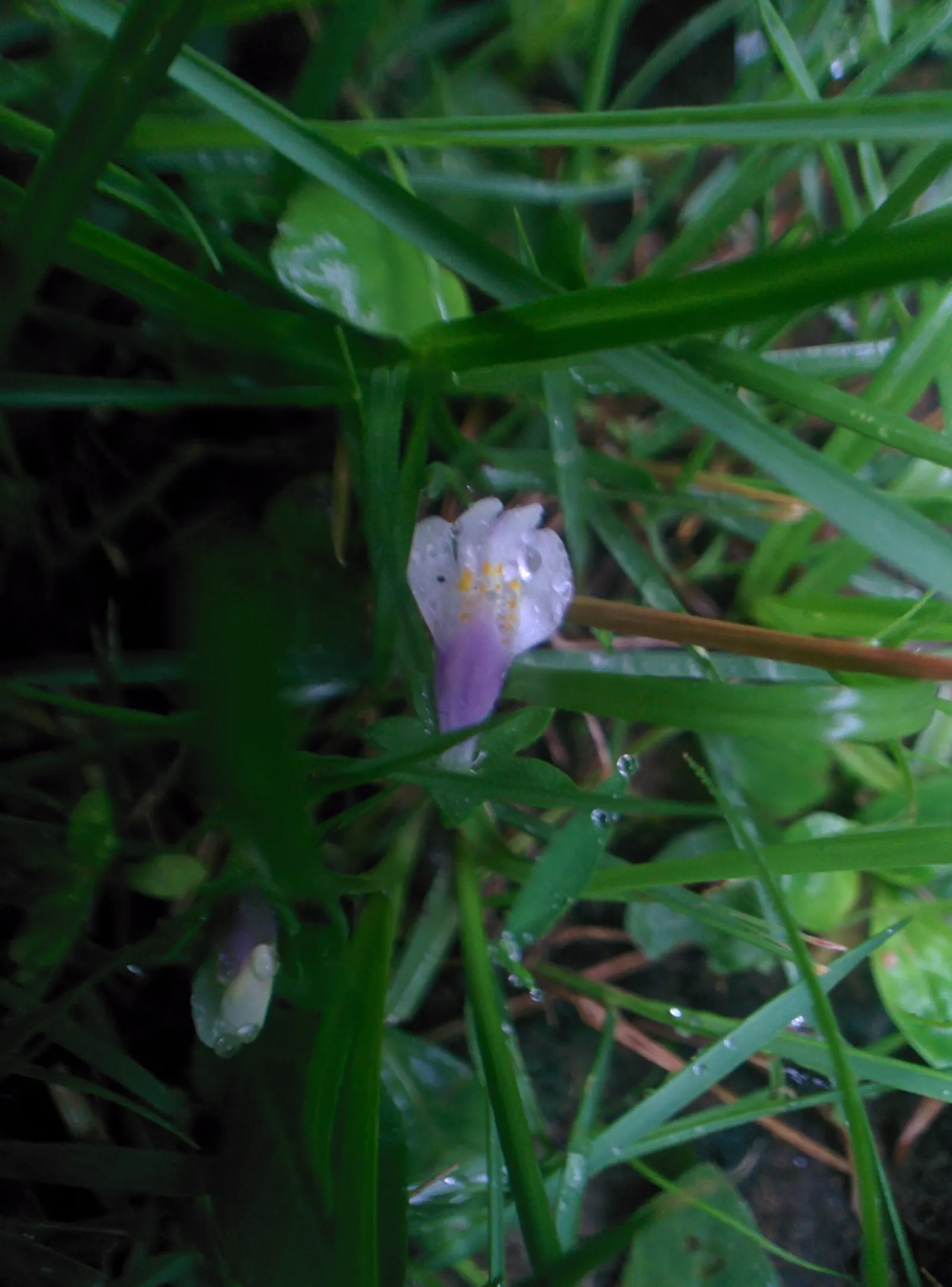 Mazus (Mazus Reptans) — This groundcover flourishes in moist, well-drained soils and partial shade, but tolerates full sun