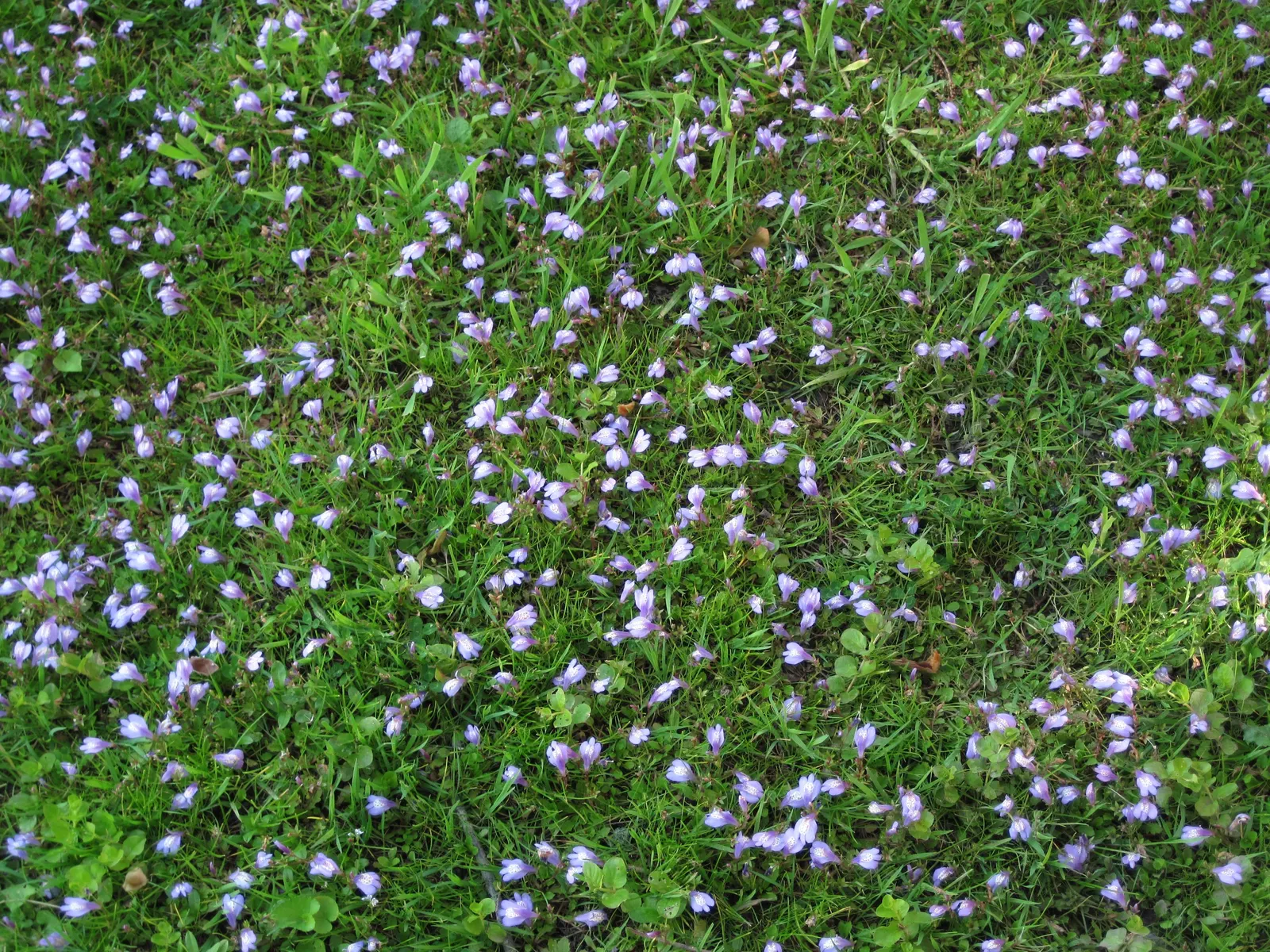Mazus (Mazus Reptans) — From late spring to early summer; ground cover with blue and purple blooms