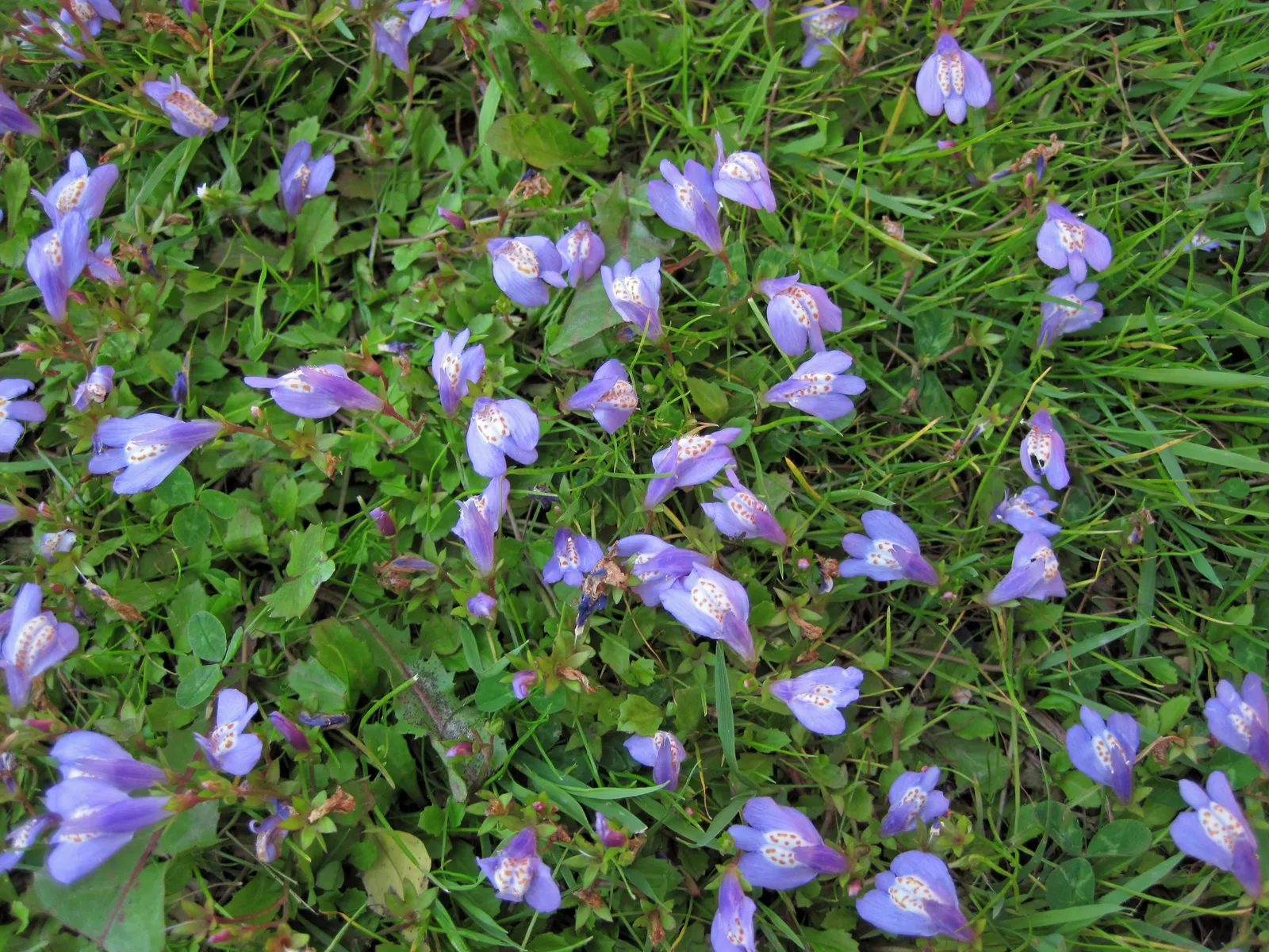 Mazus (Mazus Reptans) — providing a vibrant contrast against the greenery.<br><br>Thriving in USDA zones 5 through 8; spreading eagerly to form a, image 65