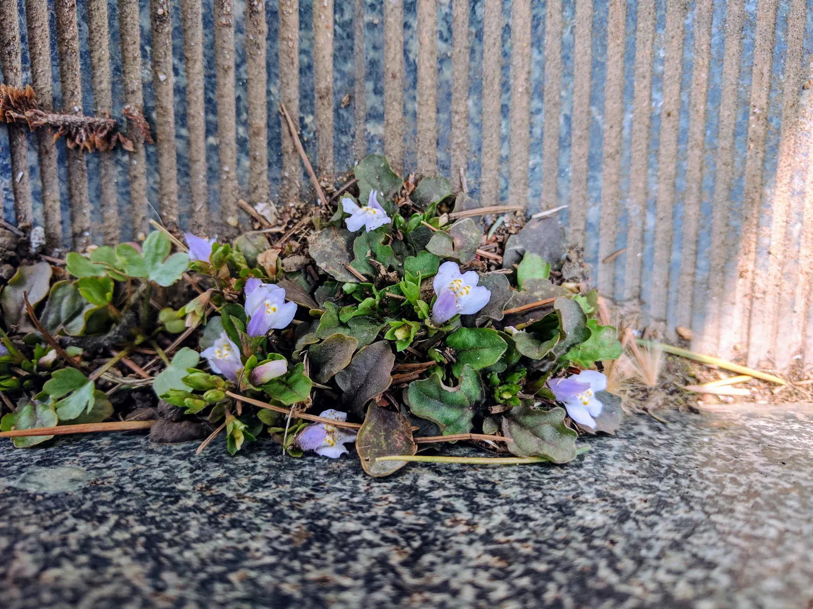 Mazus (Mazus Reptans) — ground cover with blue and purple blooms; providing a vibrant contrast against the greenery.<br><br>Thriving in USDA zones 5 through 8