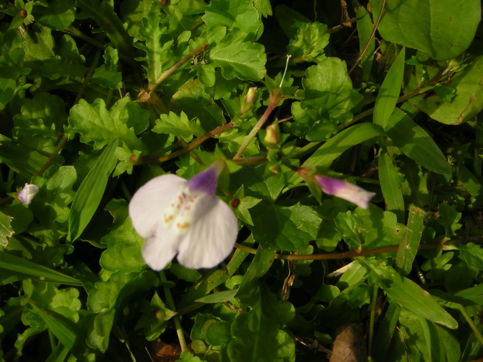 Mazus (Mazus Reptans) — blue and purple flowers in the garden; herbaceous perennial ideal for adding texture and color to your landscape design