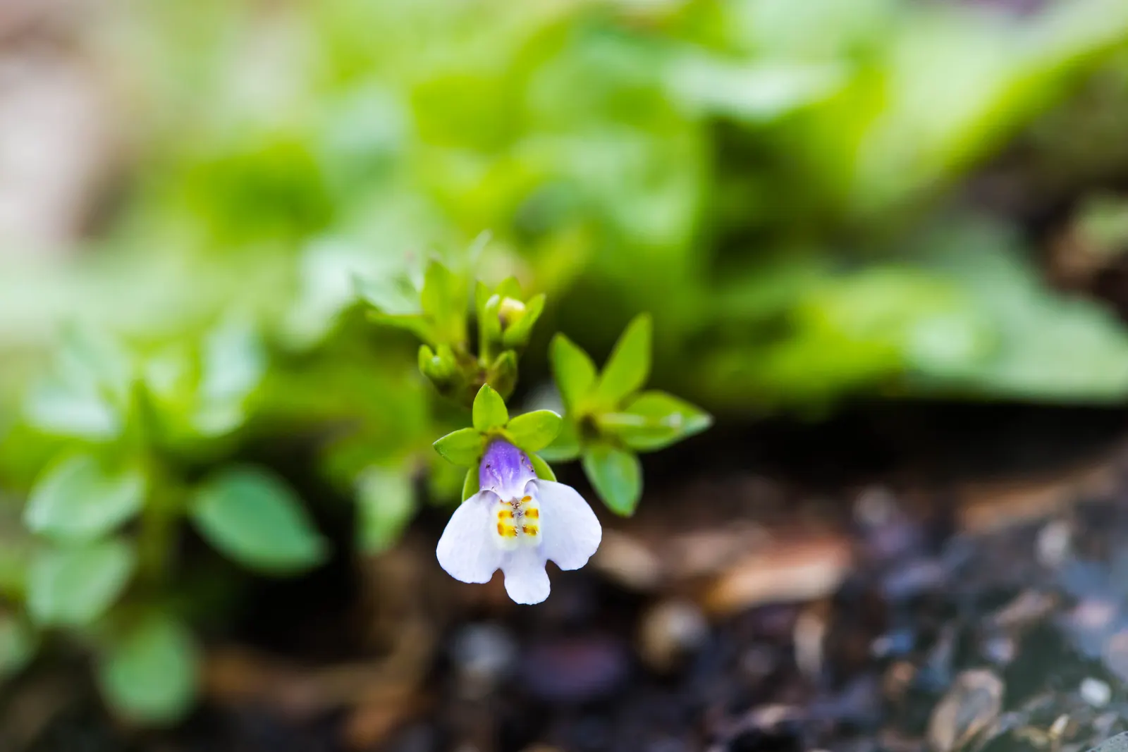 Mazus (Mazus Reptans) — ground cover with blue and purple blooms; providing a vibrant contrast against the greenery.<br><br>Thriving in USDA zones, image 74