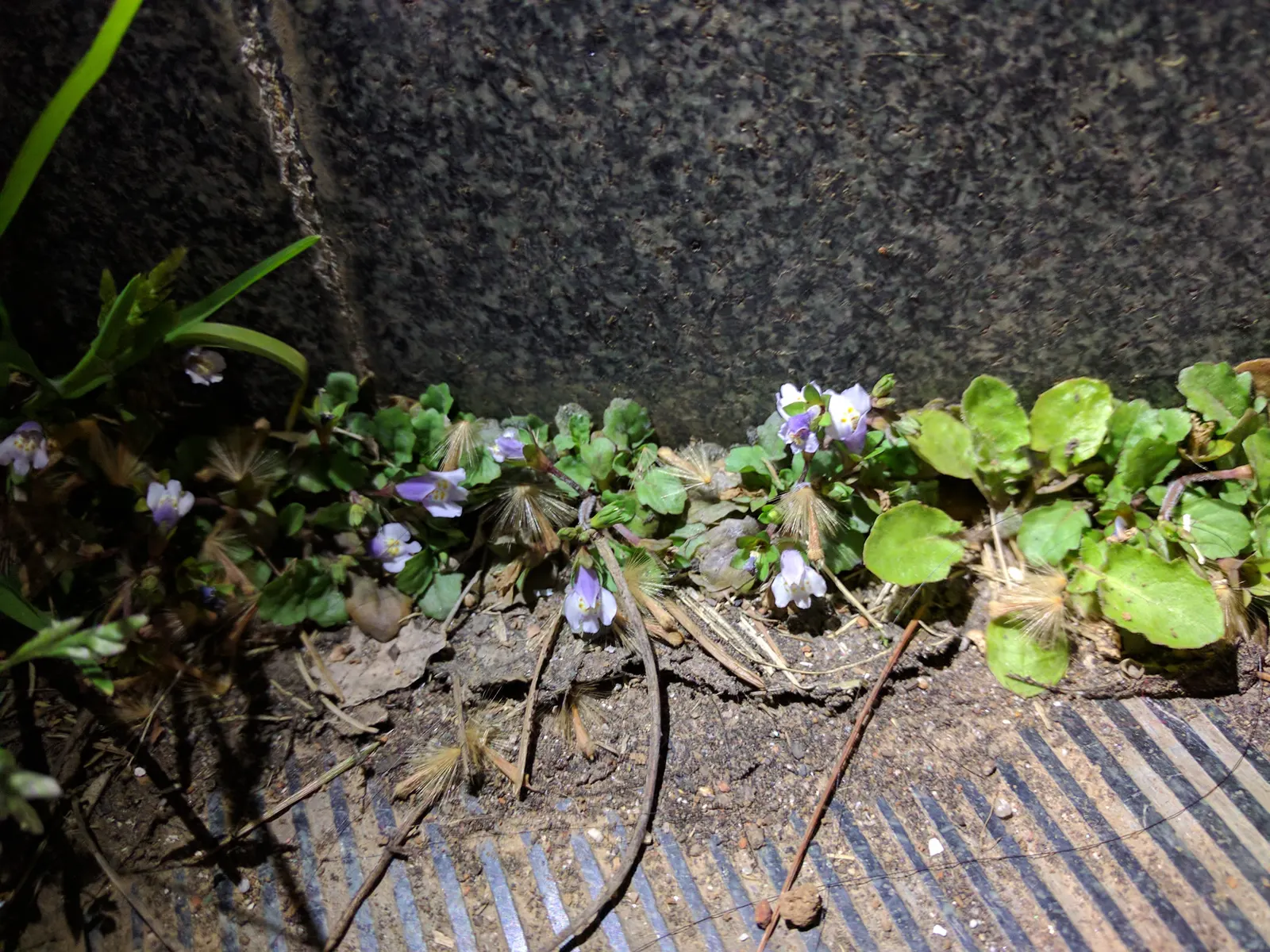 Mazus (Mazus Reptans) — providing a vibrant contrast against the greenery.<br><br>Thriving in USDA zones 5 through 8; spreading eagerly to form a dense 2-inch