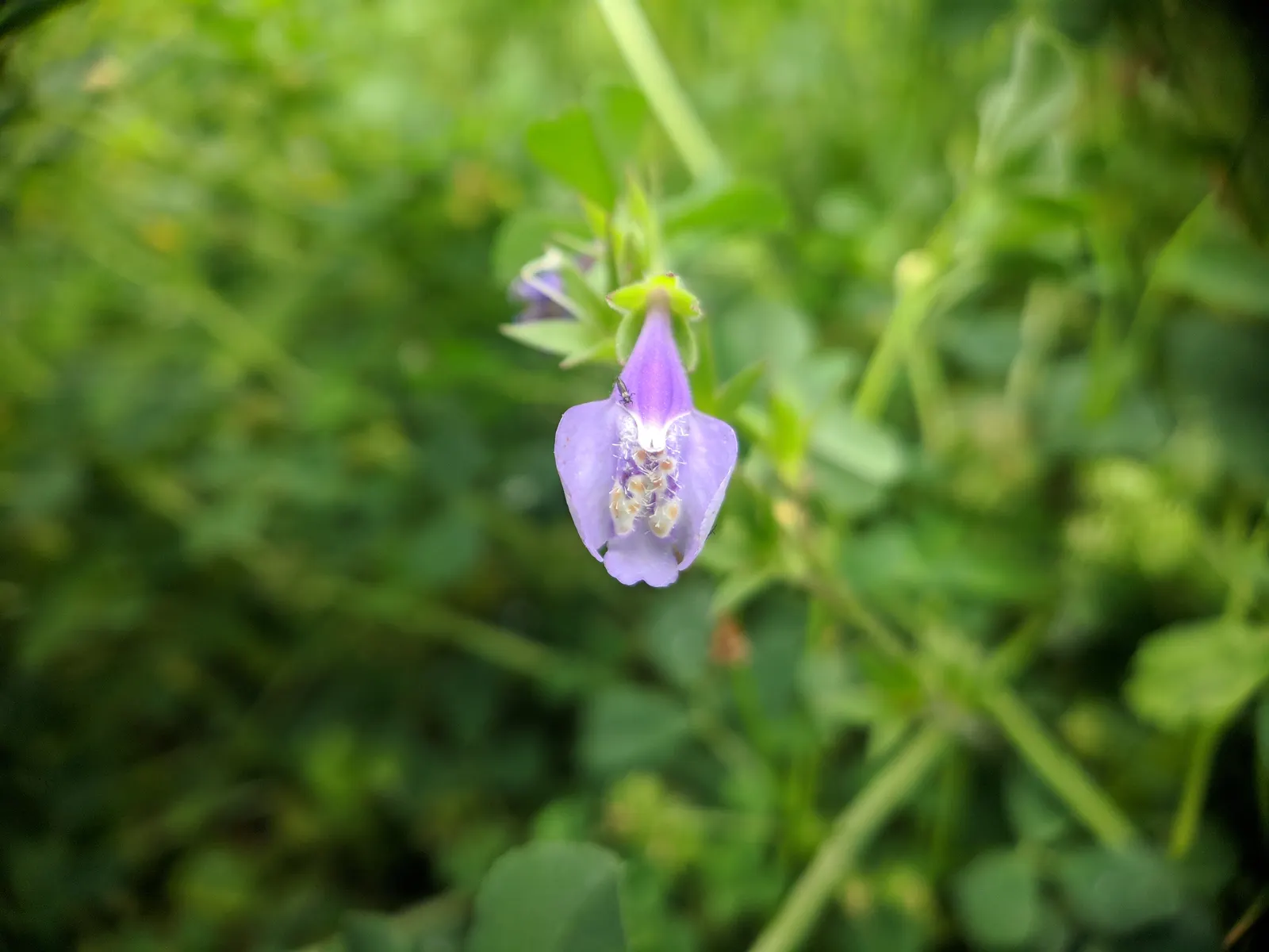 Mazus (Mazus Reptans) — This groundcover flourishes in moist, well-drained soils and partial shade, but tolerates full sun; ground cover for half, image 54