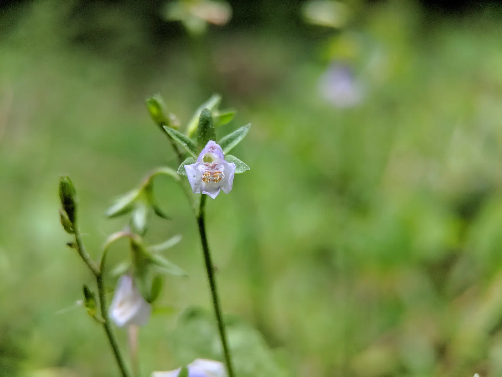 Mazus (Mazus Reptans) — but keep an eye on soil moisture to ensure optimal growth and spread.<br><br>For the client