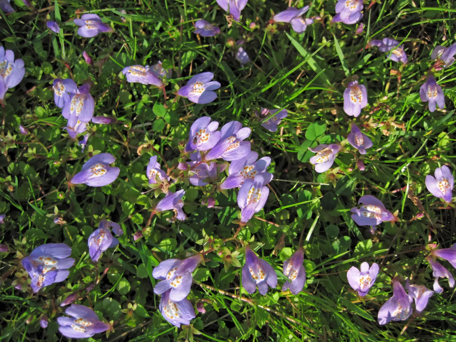 Mazus (Mazus Reptans) — its green foliage is adorned with lavender-blue flowers in late spring; this plant tolerates occasional foot traffic, image 78