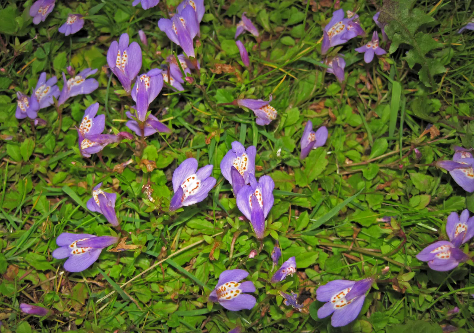 Mazus (Mazus Reptans) — Mazus reptans, commonly known as creeping mazus, is a low-growing perennial, thriving in USDA zones 5-8; this groundcover, image 51