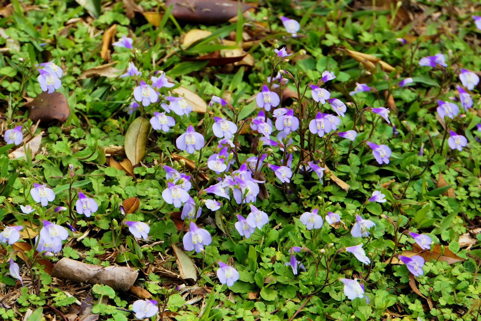 Mazus (Mazus Reptans) — it's relatively maintenance-free once established; about 1/2 inch in diameter, image 70