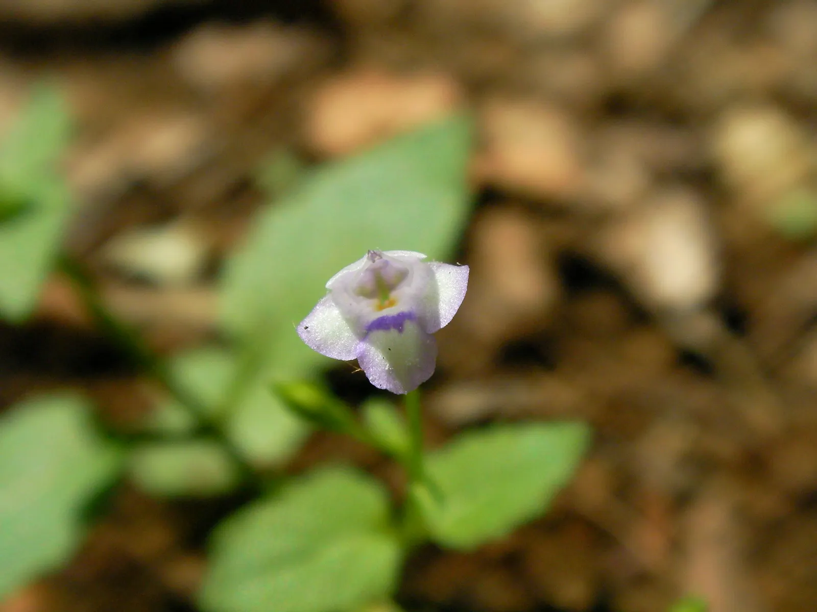 Mazus (Mazus Reptans) — Spreading eagerly to form a dense 2-inch tall mat; from late spring to early summer, image 52