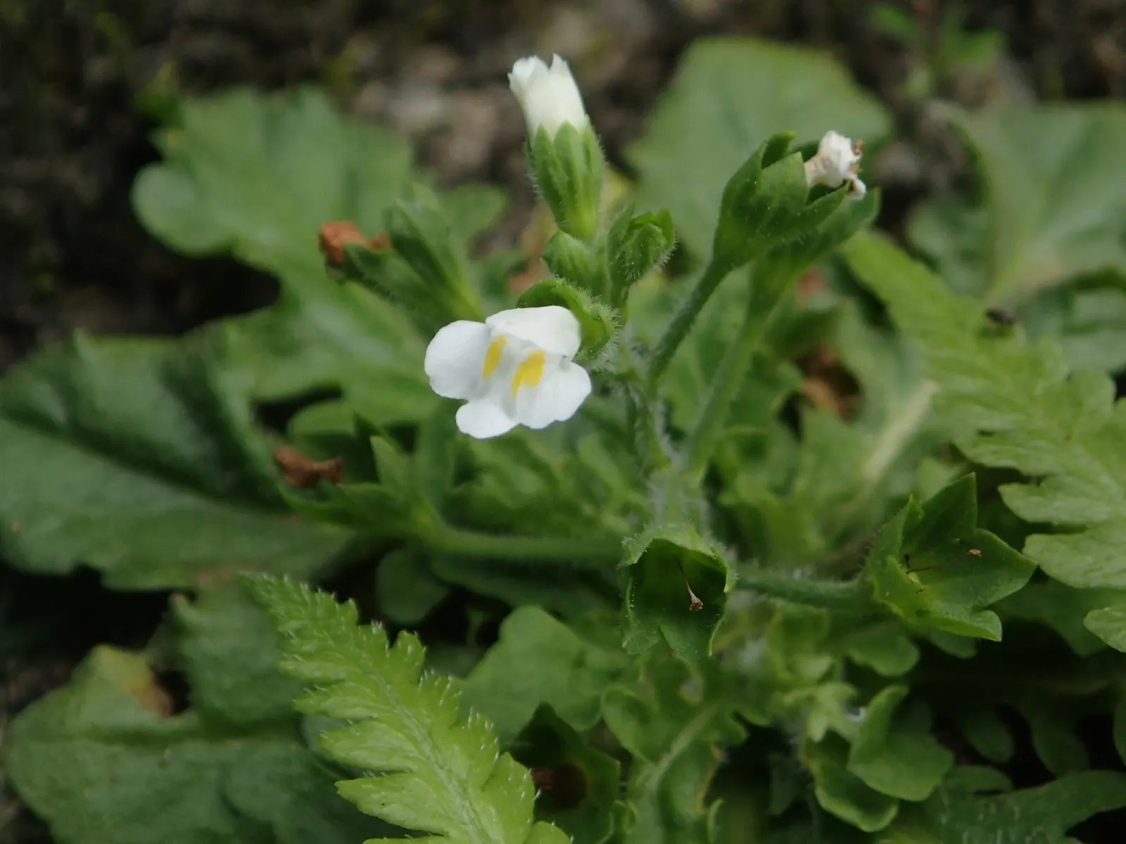 Mazus (Mazus Reptans) — It‚Äôs ideal for filling gaps between stepping stones, given its moderate foot traffic resilience; commonly known as creeping mazus