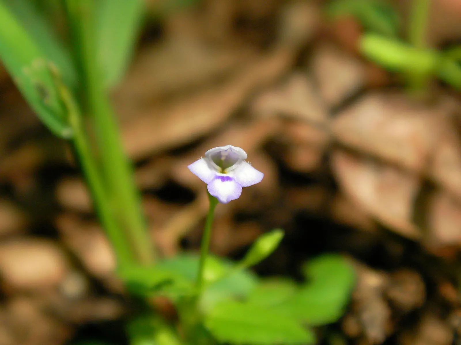 Mazus (Mazus Reptans) — Mazus reptans prefers moderately fertile; this ground cover plant is characterized by its mat-forming habit, image 66