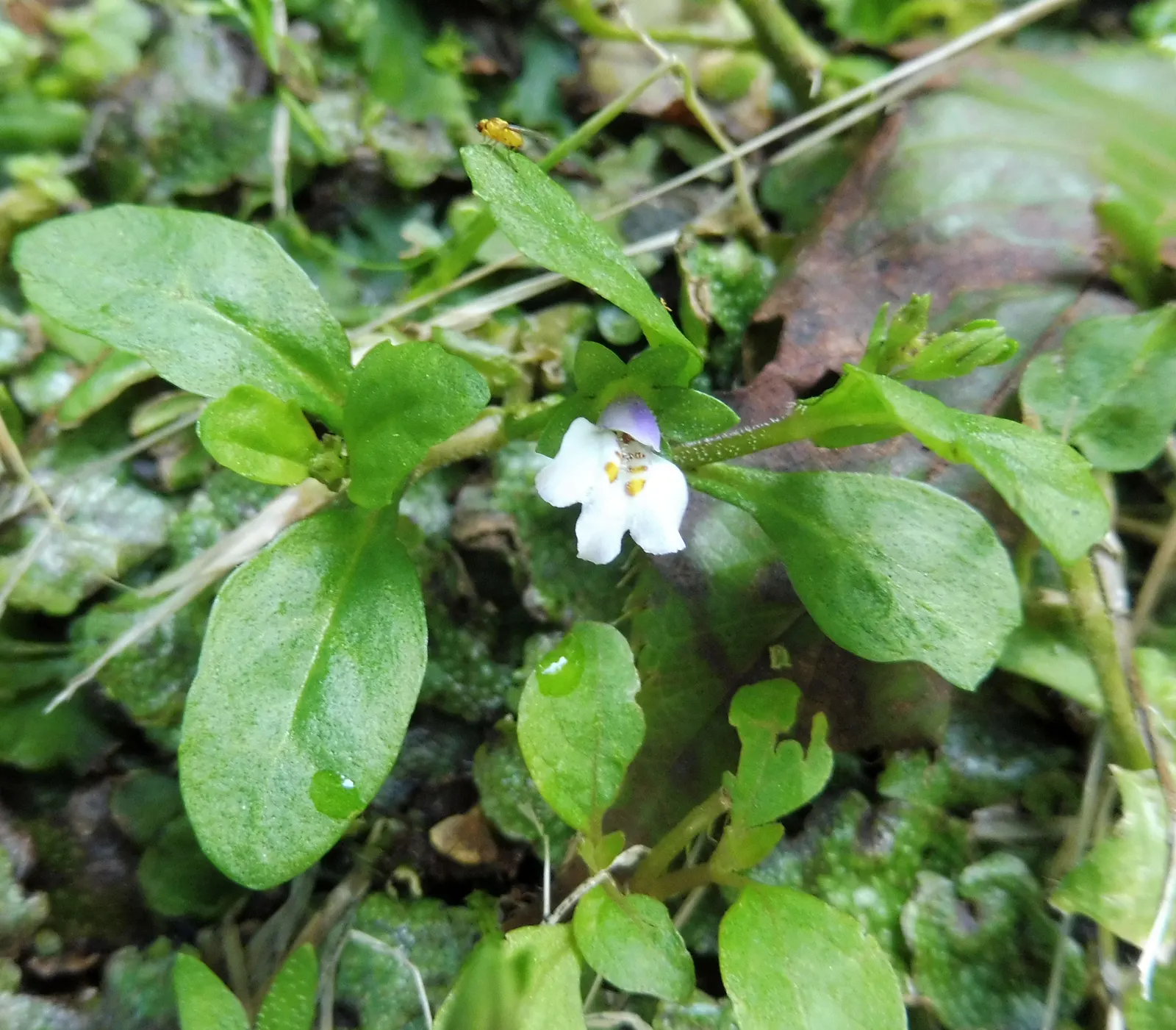 Mazus (Mazus Reptans) — its green foliage is adorned with lavender-blue flowers in late spring