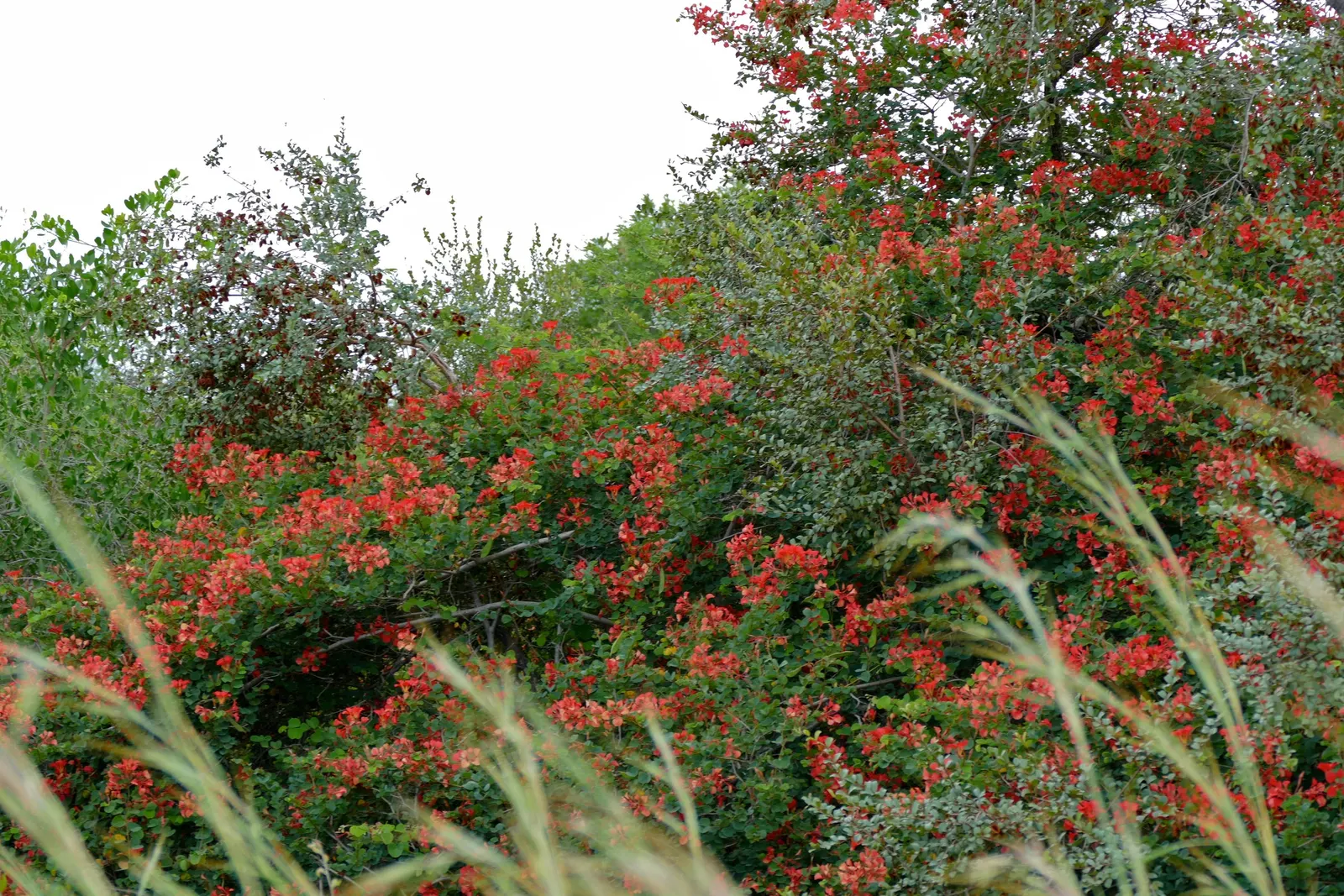 Orange Orchid Bush, (Tree), Red Bau (Bauhinia Galpinii) — each spanning approximately 4 inches; reaching heights of 6 to 10 feet with an equal or sometimes