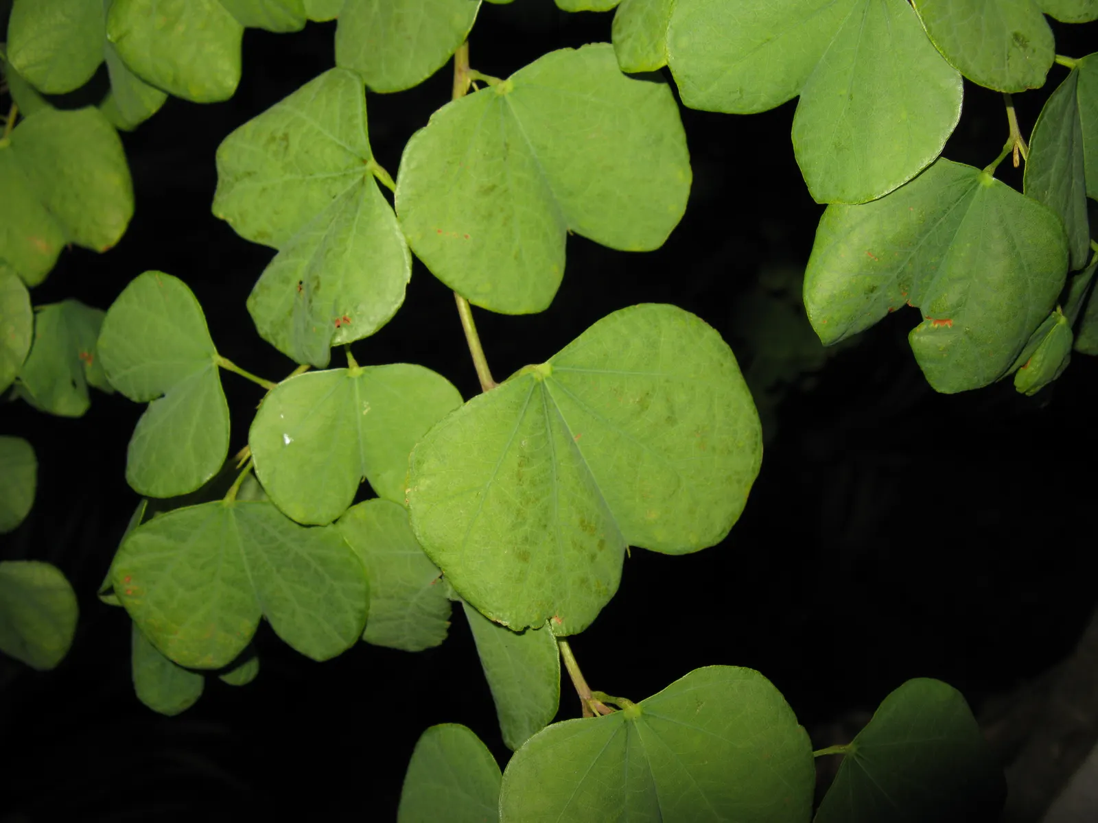Orange Orchid Bush, (Tree), Red Bau (Bauhinia Galpinii) — clover-like leaves about 4 to 6 inches across; each spanning approximately 4 inches