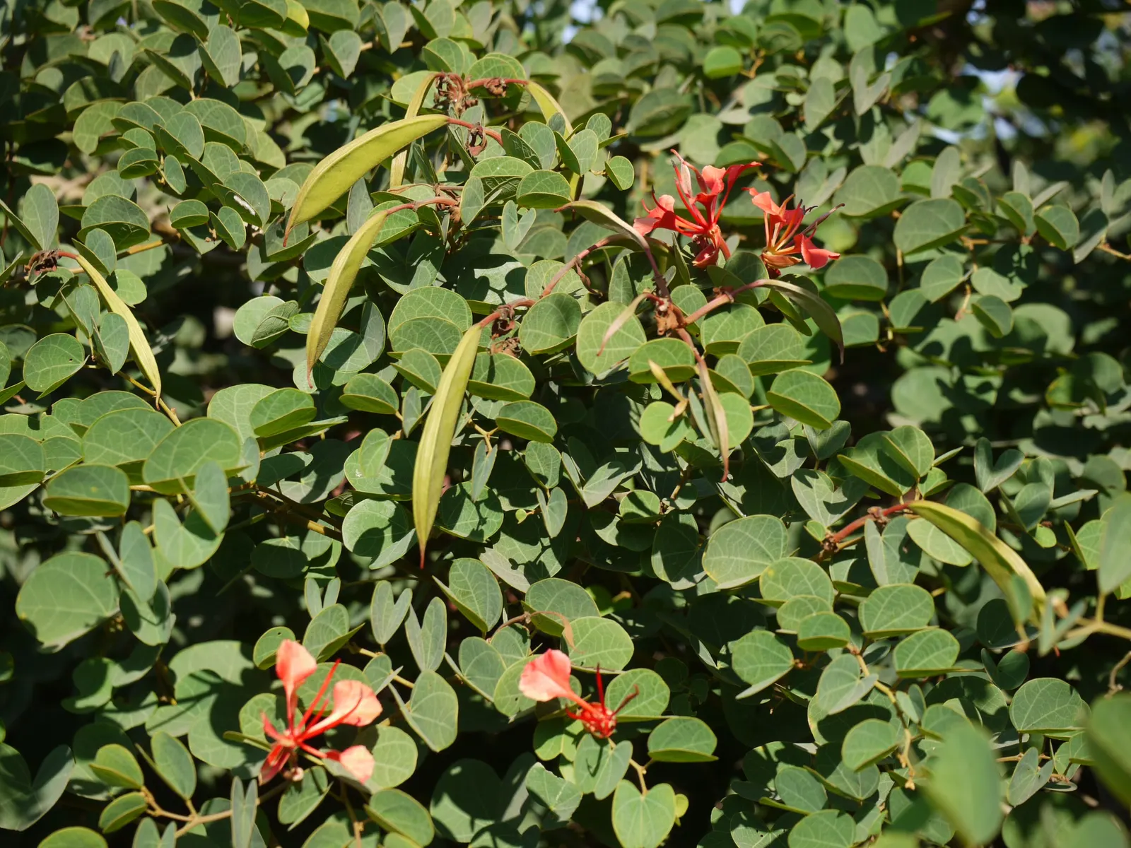 Orange Orchid Bush, (Tree), Red Bau (Bauhinia Galpinii) — Its hardiness and drought tolerance make it an excellent low-maintenance choice for warm, image 33