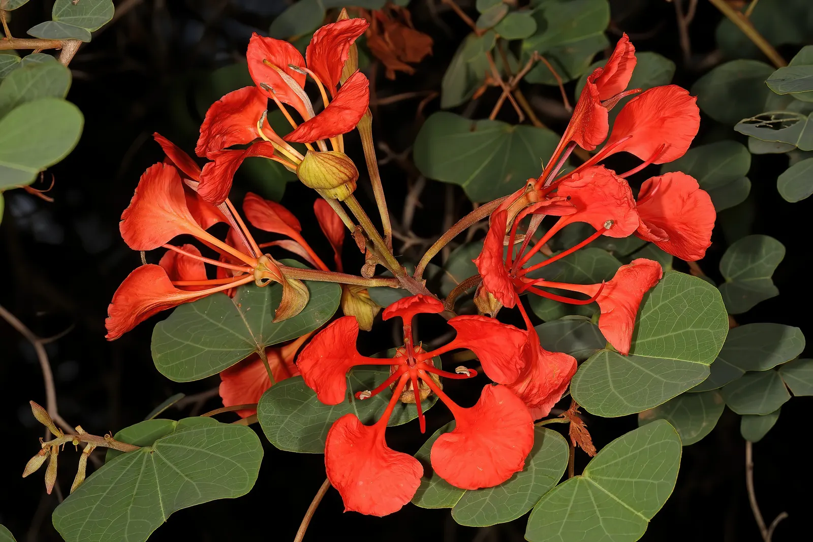 Orange Orchid Bush, (Tree), Red Bau (Bauhinia Galpinii) — each spanning approximately 4 inches