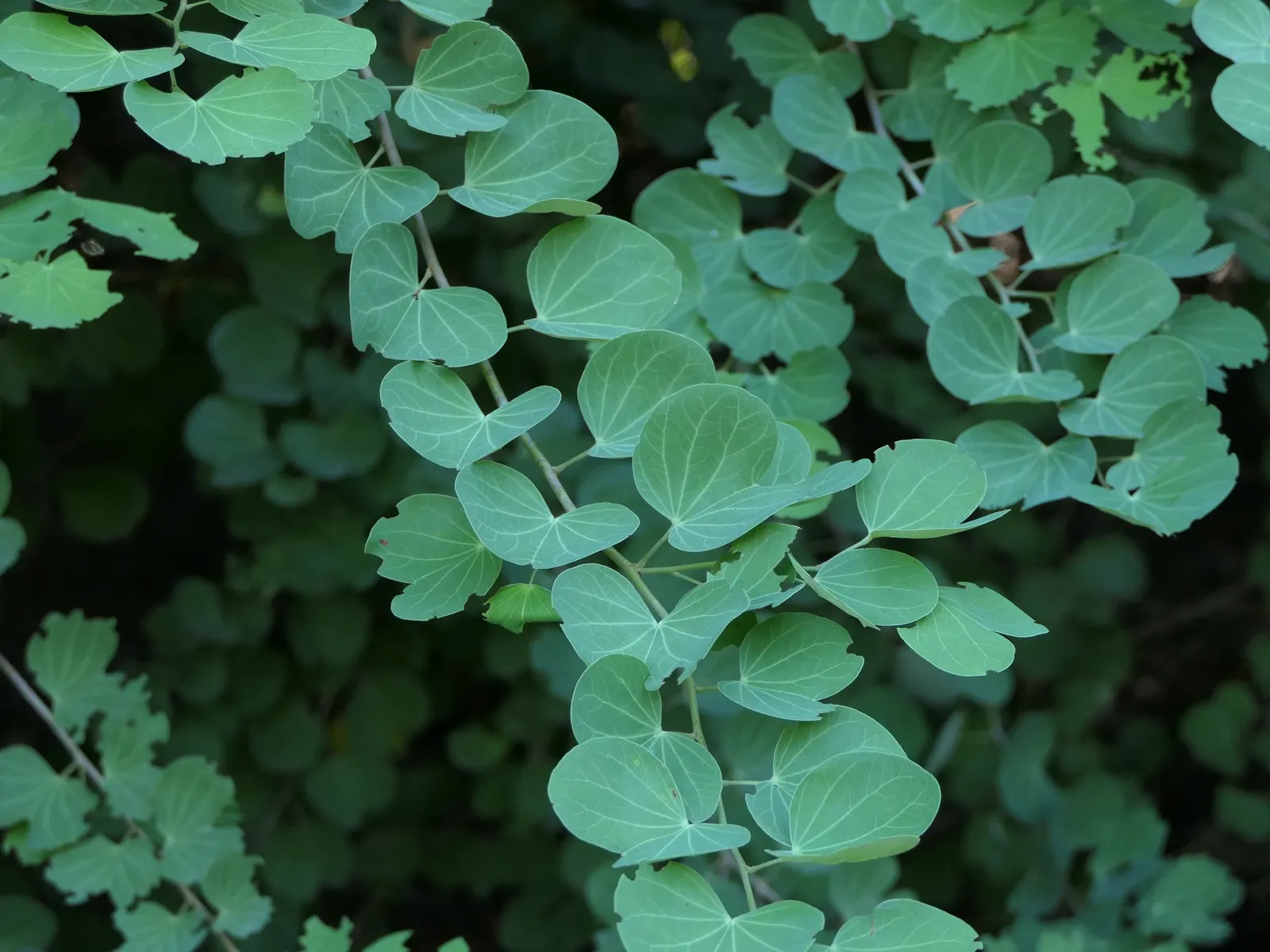 Orange Orchid Bush, (Tree), Red Bau (Bauhinia Galpinii) — It is drought-tolerant once established and can adapt to various soil types, provided they are