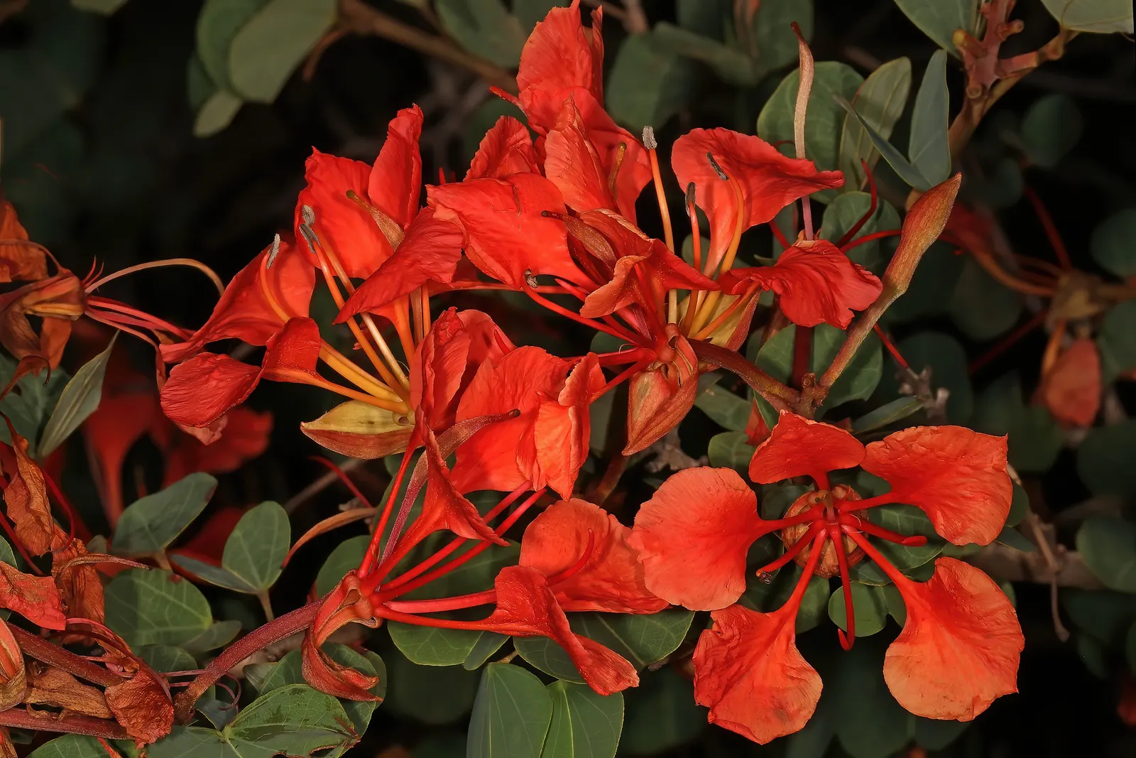 Orange Orchid Bush, (Tree), Red Bau (Bauhinia Galpinii) — The flowers attract a variety of pollinators